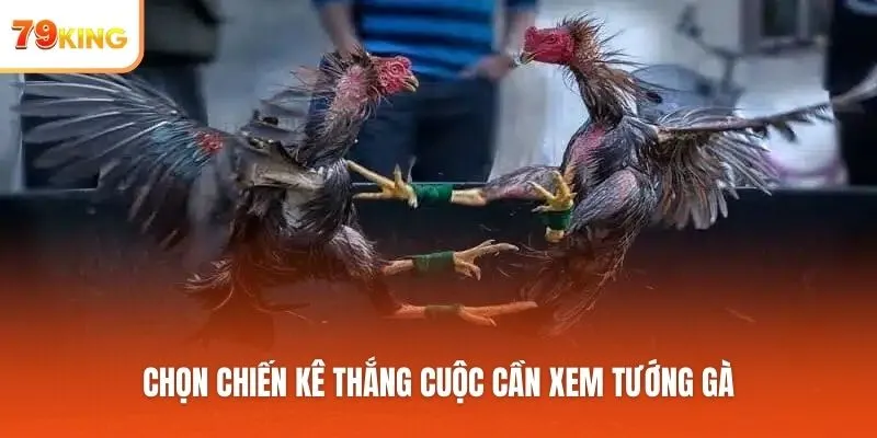 Chọn chiến kê thắng cuộc cần xem tướng gà