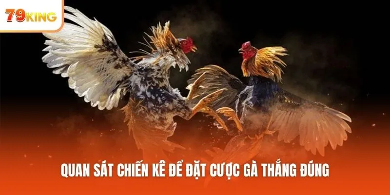 Quan sát chiến kê để đặt cược gà thắng đúng